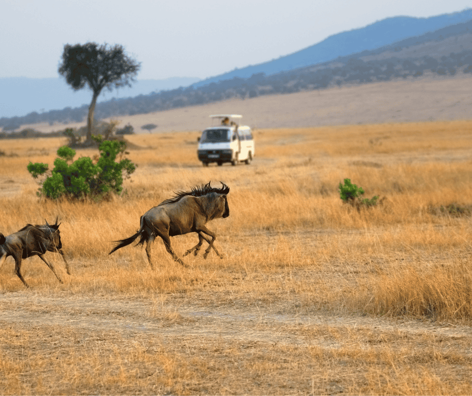 Savannah Symphony: From Masai Mara to Ngorongoro